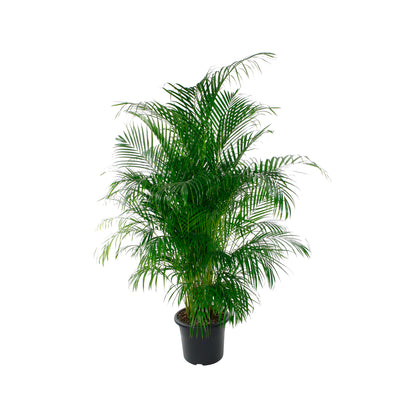  Aréca : H.220/250cm Pot