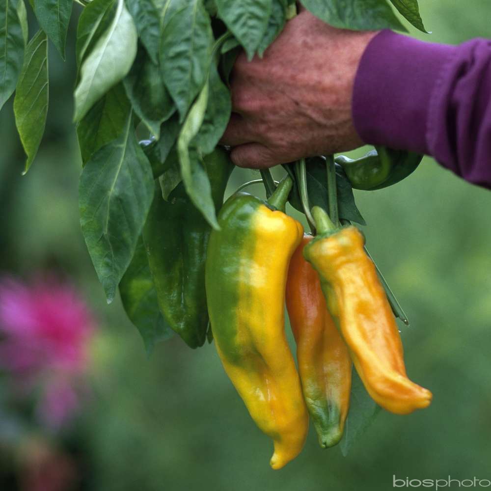  Plant De Piment 'Corno Di Toro Giallo' : Pot De 0,5 Litre