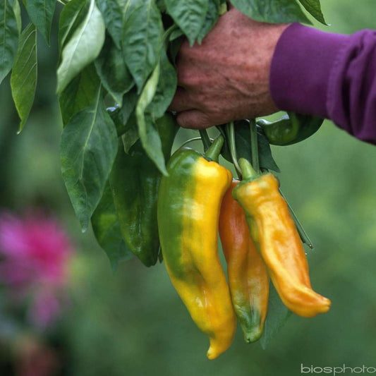  Plant De Piment 'Corno Di Toro Giallo' : Pot De 0,5 Litre