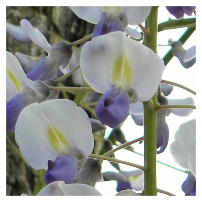  Glycine Du Japon Macrobotrys/[-]godet - 5/10 Cm