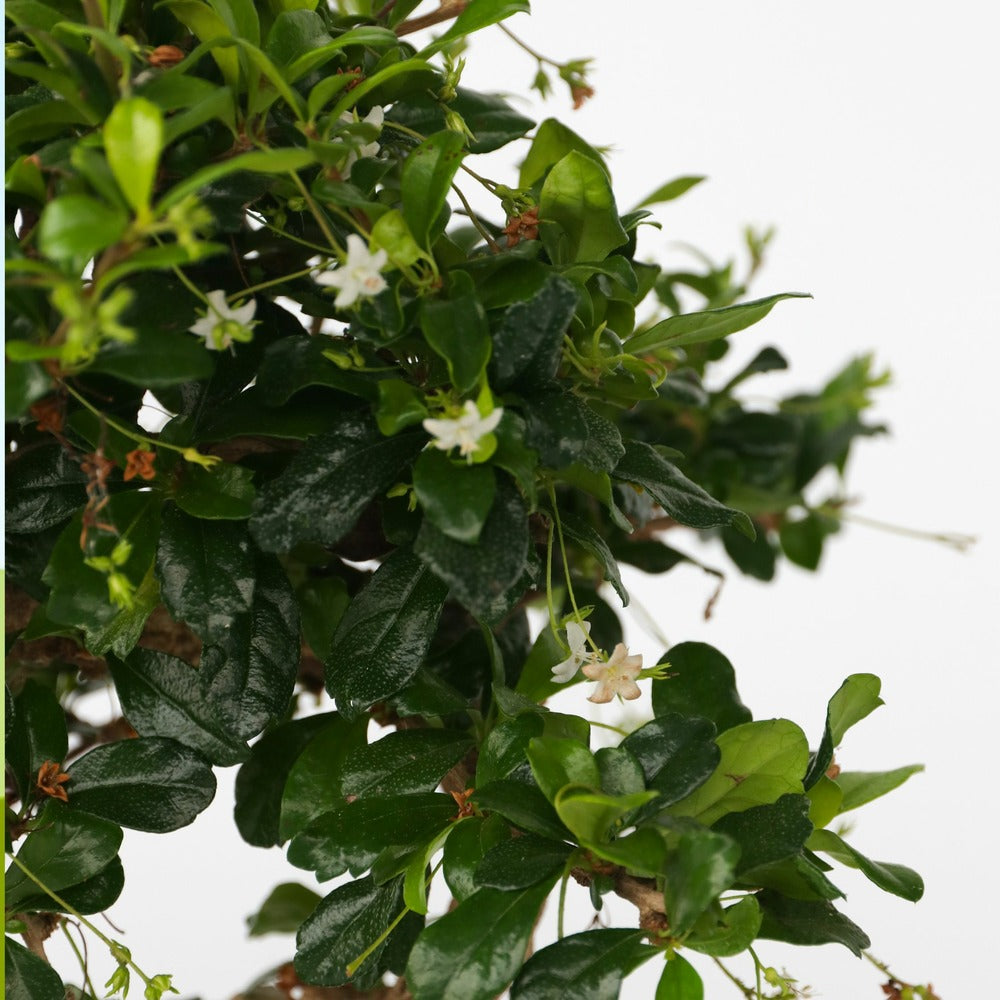  Bonsaï - Carmona Microphylla - Hauteur 25-30cm - ⌀15cm