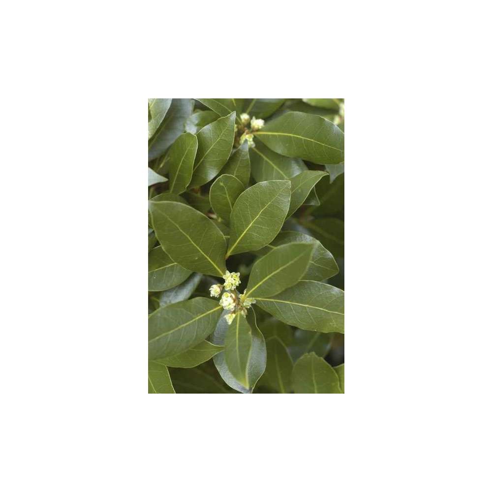  Plant De Laurier Sauce : Pot De 0,5 Litre