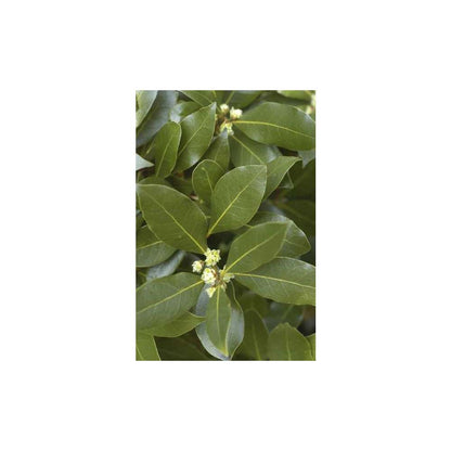  Plant De Laurier Sauce : Pot De 0,5 Litre
