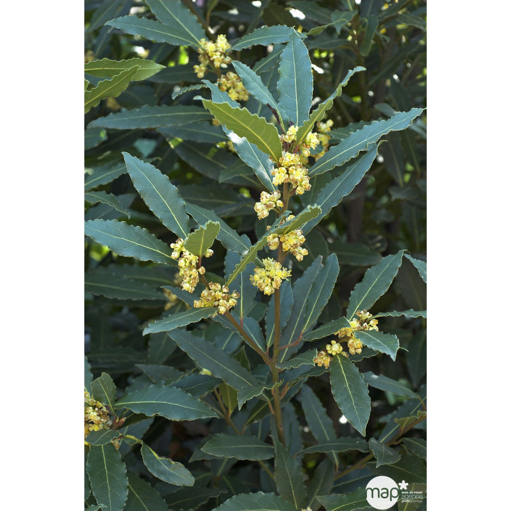  Plant De Laurier Sauce : Pot De 0,5 Litre