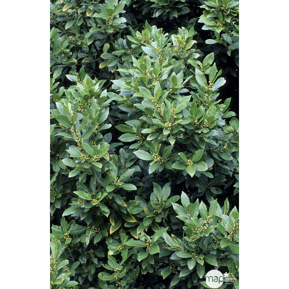  Plant De Laurier Sauce : Pot De 0,5 Litre