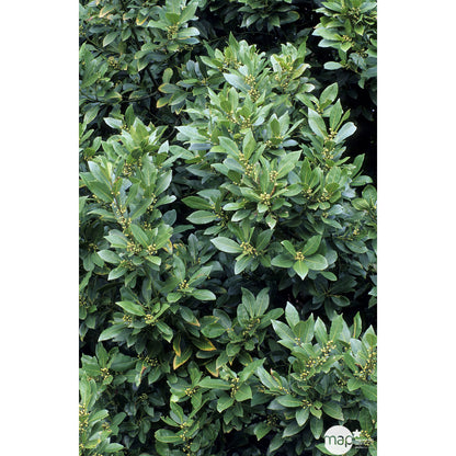  Plant De Laurier Sauce : Pot De 0,5 Litre