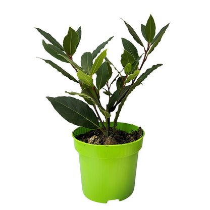  Plant De Laurier Sauce : Pot De 0,5 Litre