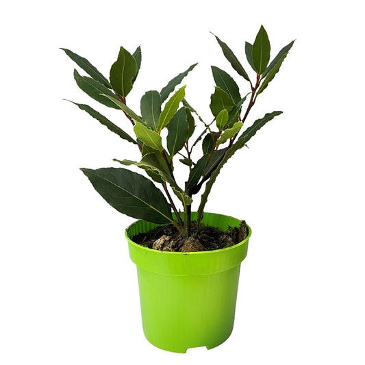  Plant De Laurier Sauce : Pot De 0,5 Litre