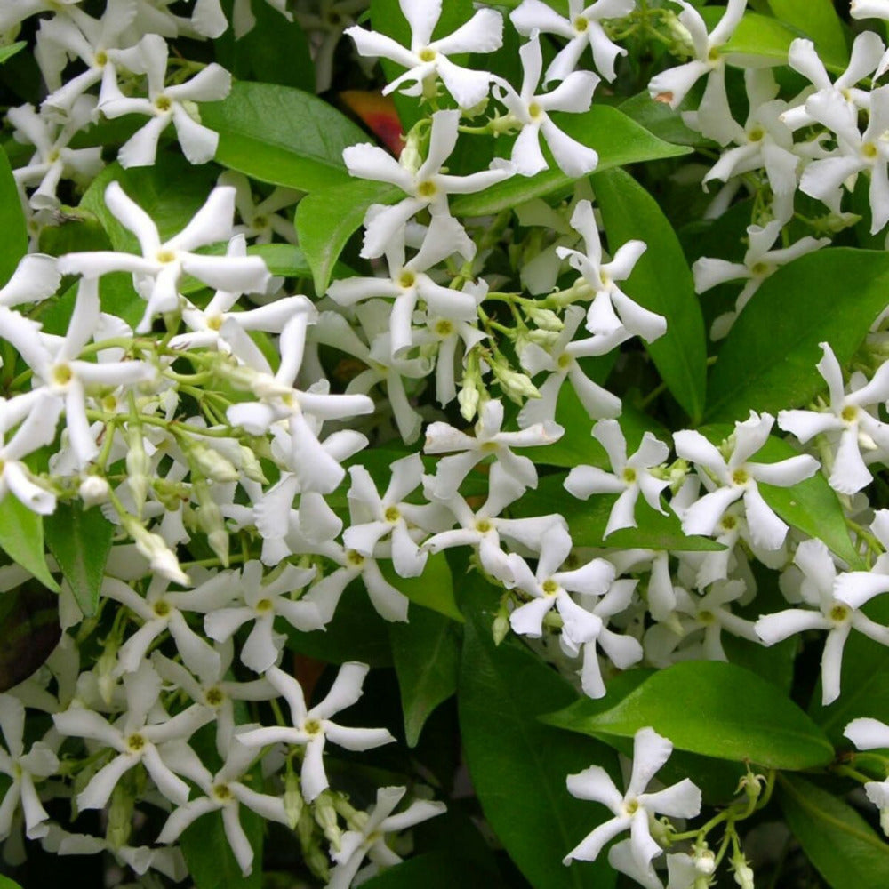  Jasmin étoilé/[-]godet - 5/20 Cm