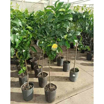  Agrumes Citrus X Paradisii Var. Star Ruby (pamplemoussier Rose) Pot De 10 Litres ? 140/160 Cm