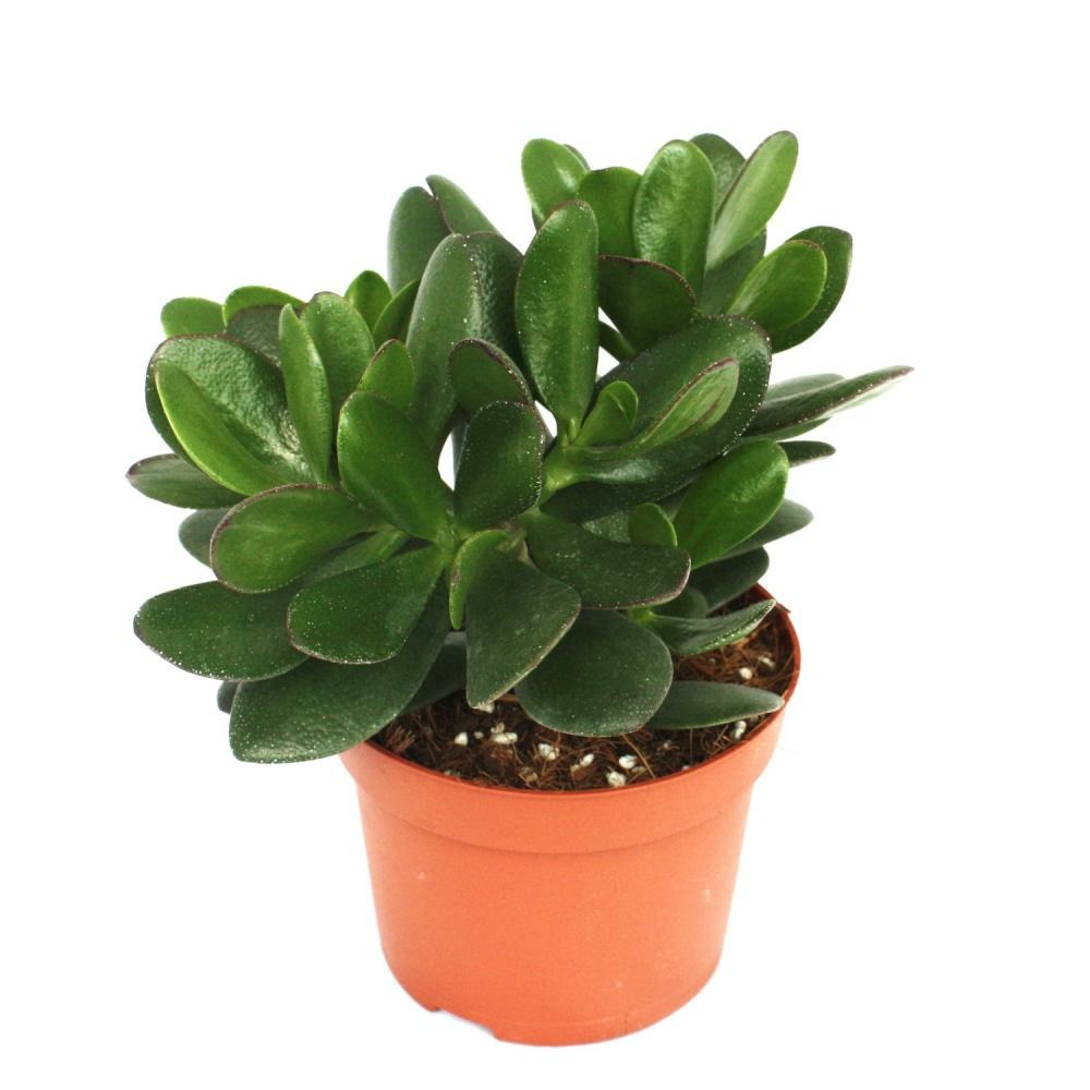  Crassula Portulacea - Arbre à Argent - Grande Plante En Pot De 12cm