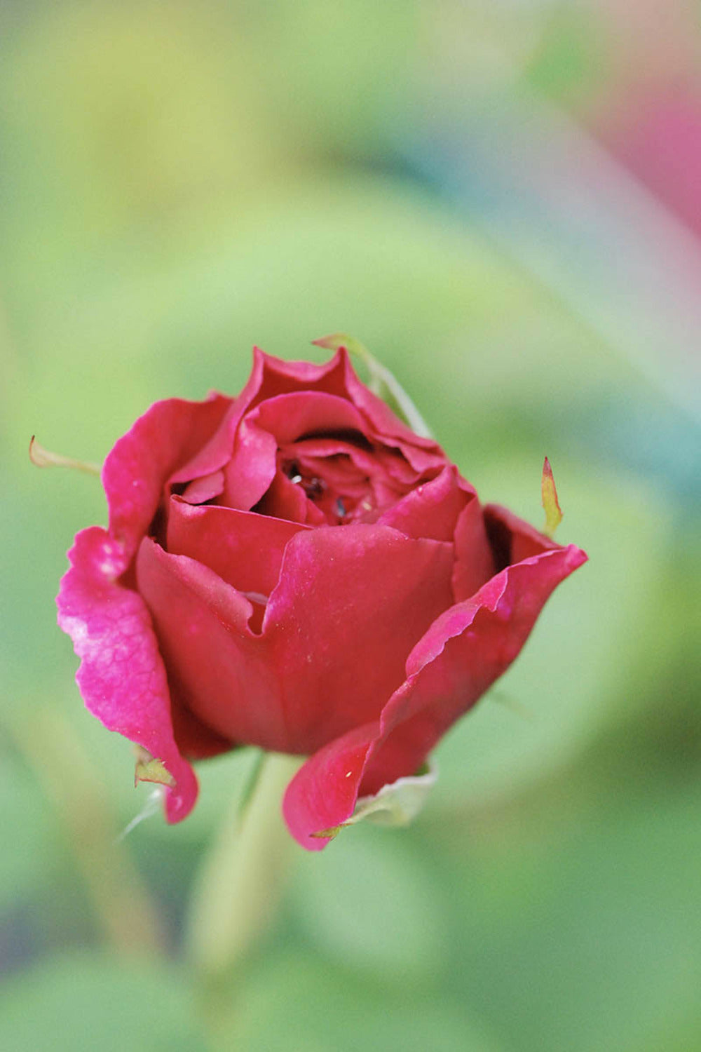  Rosier David Austin 'thomas Beckett' ? - En Pot De 5 Litres