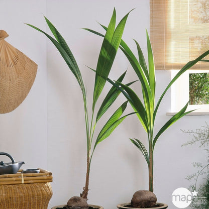  Cocotier Nucifera : Pot H.150cm