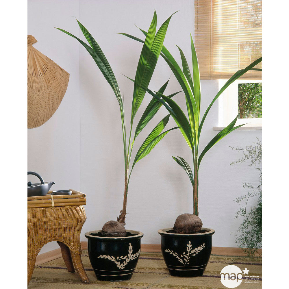 Cocotier Nucifera : Pot H.150cm