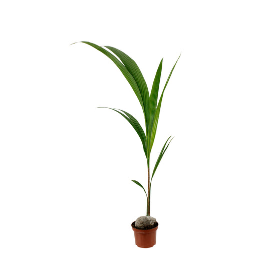  Cocotier Nucifera : Pot H.150cm