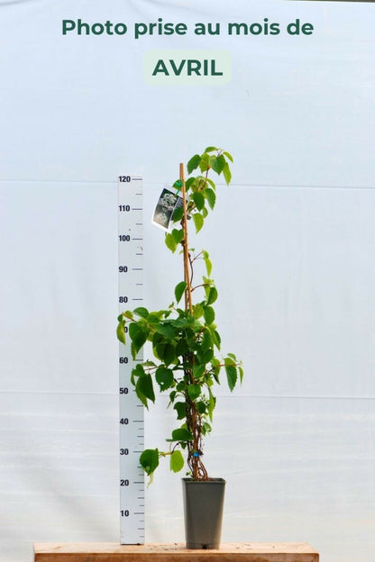  Schizophragma Hydrangeoides Snow Sensation' - En Pot De 3 Litres