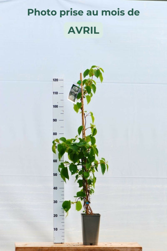  Schizophragma Hydrangeoides Snow Sensation' - En Pot De 3 Litres