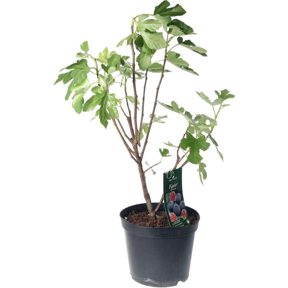  Figuier Sultane En Touffe : Touffe Ctr 10 Litres