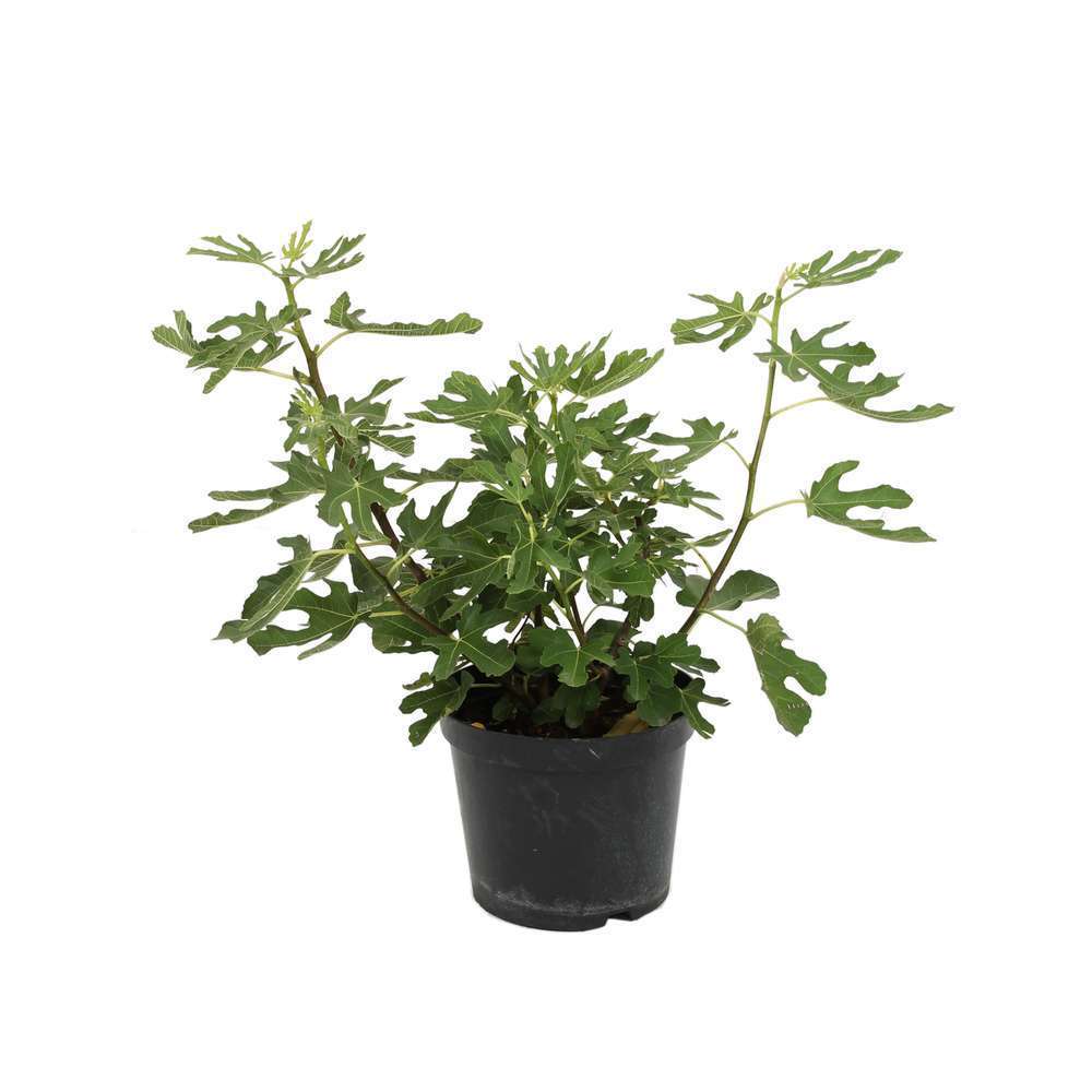  Figuier Goutte D'or : Touffe Ctr 10 Litres