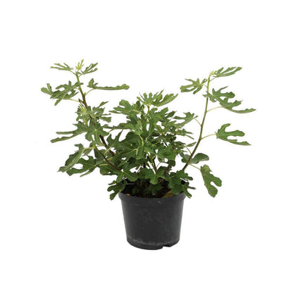  Figuier Goutte D'or : Touffe Ctr 10 Litres