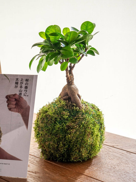  Kit Kokedama - Ficus