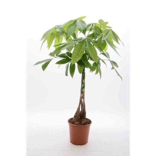  Pachira Aquatica (noix De Malabar, Châtaignier De Guyane, Cacaoyer-rivière) Pot De 25l - 200-225cm