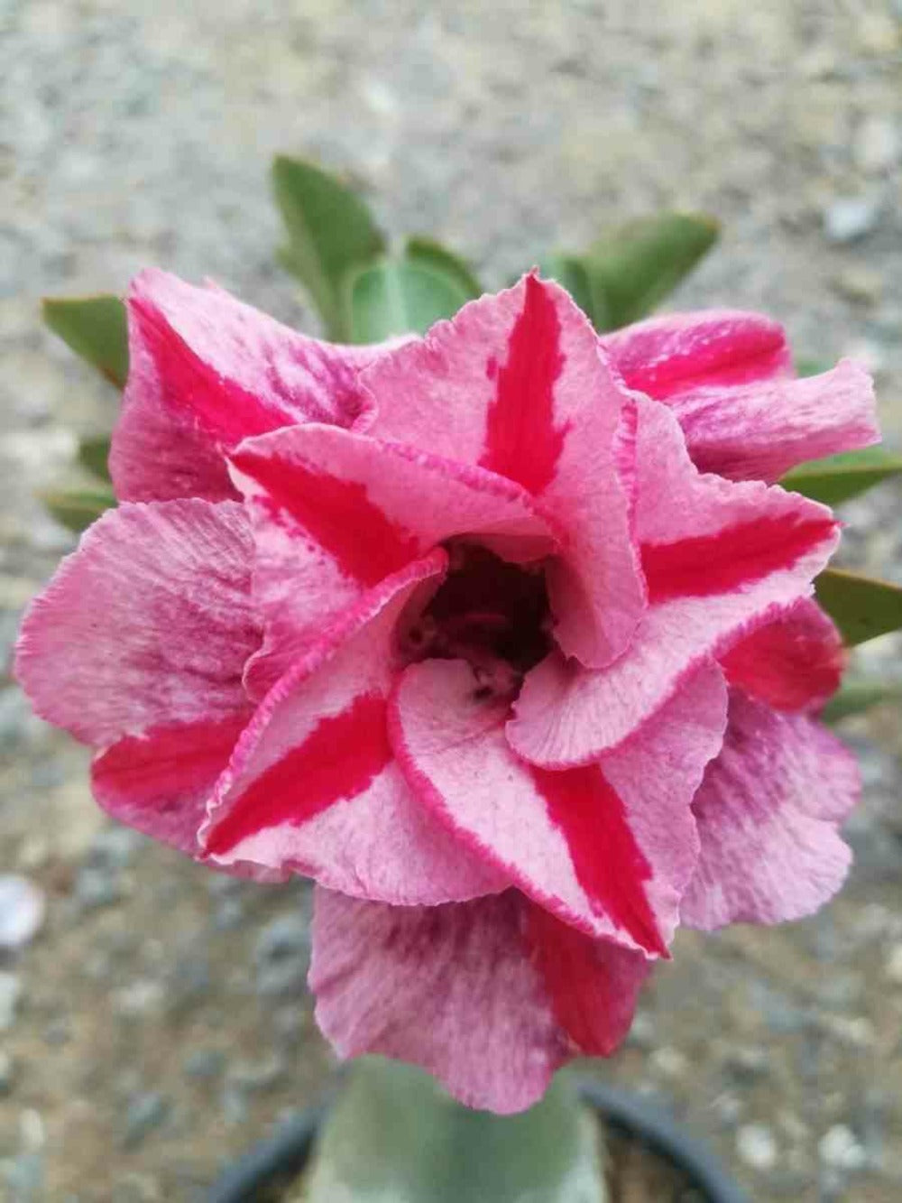 Adenium Obesum Cv. Muang Pp Caudex D'environ 150g