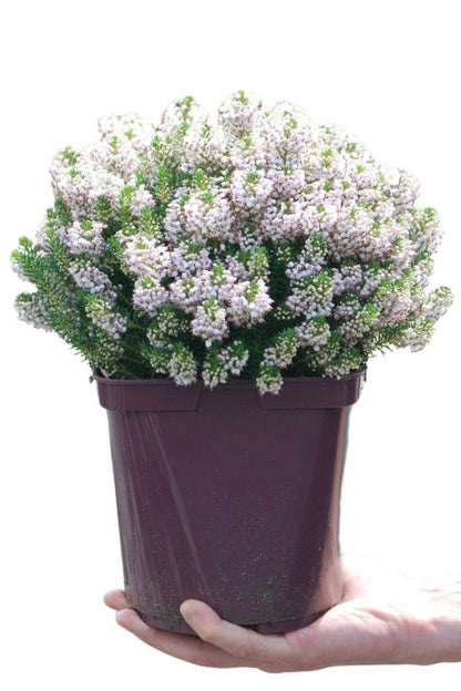  Bruyère Vagabonde 'alba' - En Pot De 3 Litres