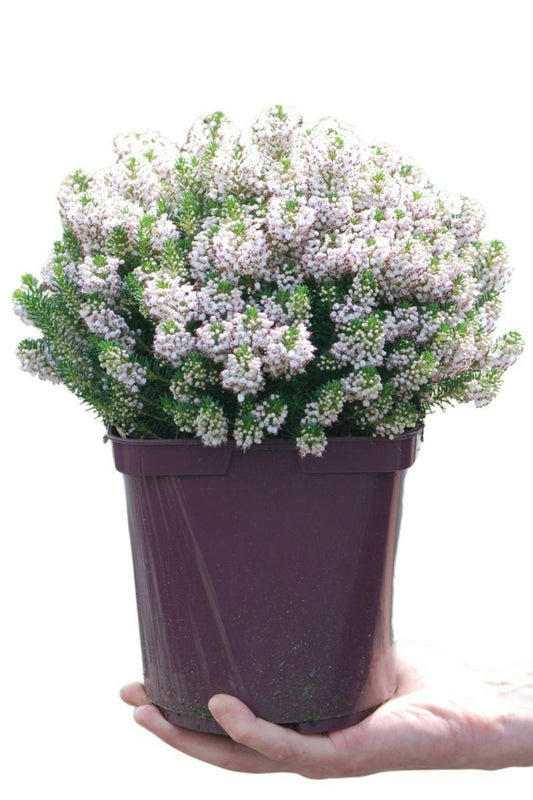 Bruyère Vagabonde 'alba' - En Pot De 3 Litres