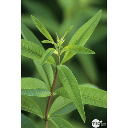  Plant De Verveine Citronnelle : Pot De 3 Litres
