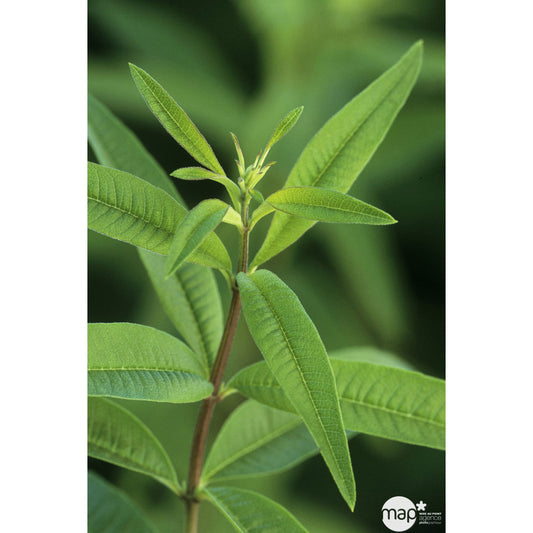  Plant De Verveine Citronnelle : Pot De 3 Litres
