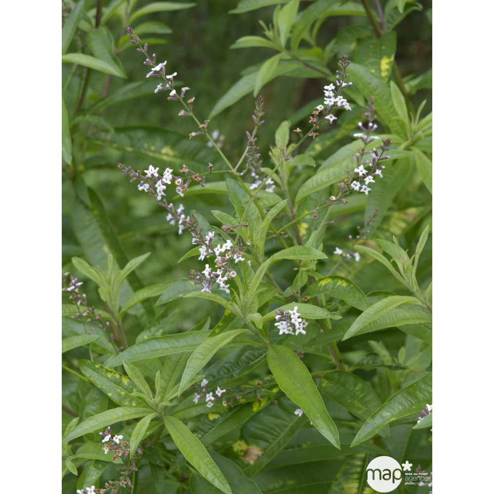  Plant De Verveine Citronnelle : Pot De 3 Litres