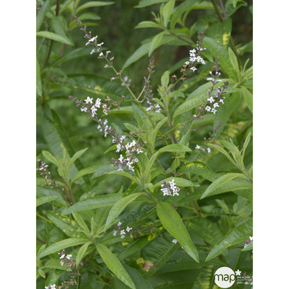  Plant De Verveine Citronnelle : Pot De 3 Litres