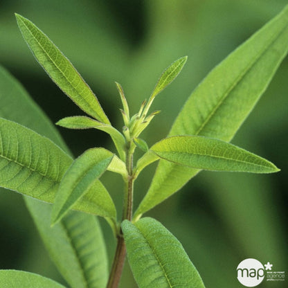  Plant De Verveine Citronnelle : Pot De 3 Litres