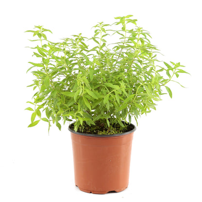  Plant De Verveine Citronnelle : Pot De 3 Litres