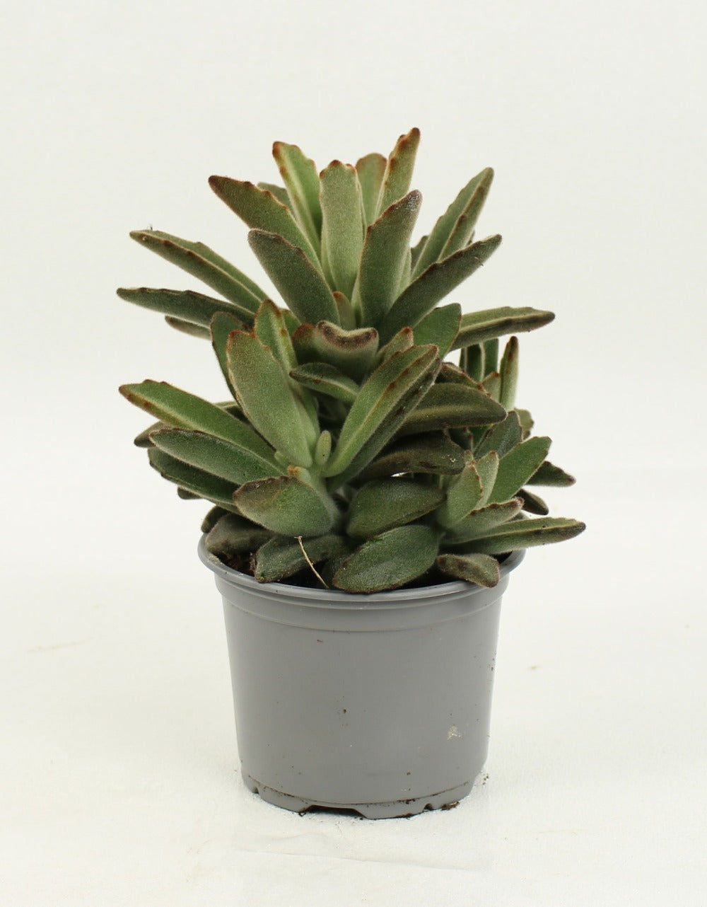  Succulentes Variees Pot 10,5 Cm