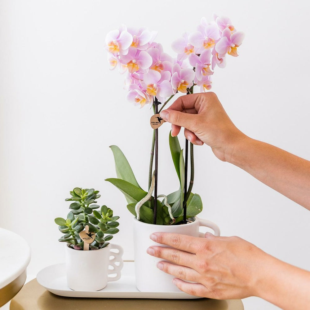  Kolibri Orchids - Boîte Surprise Monochrome - Boîte Avantageuse Pour Les Plantes - Avec 4 Orchidées