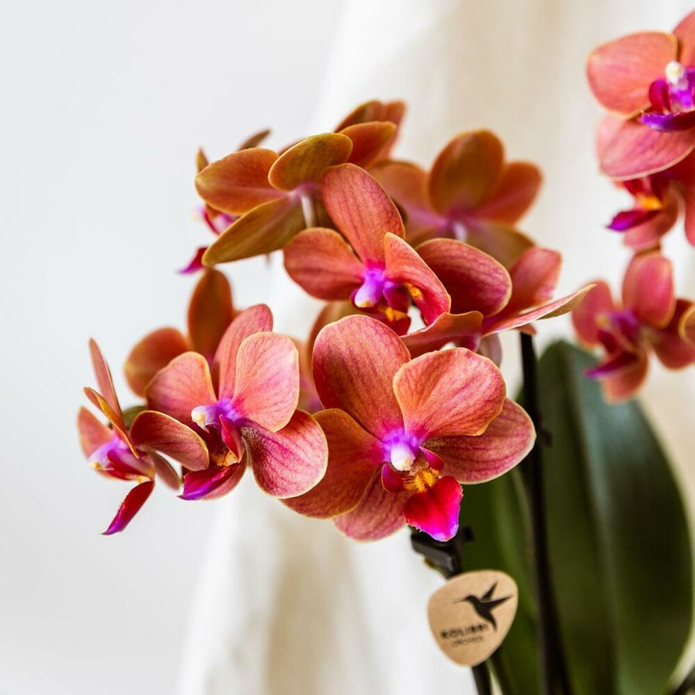  Kolibri Orchids Orchidée Orange Bolzano + Pot De Fleurs Star Fish - Taille Du Pot 9cm