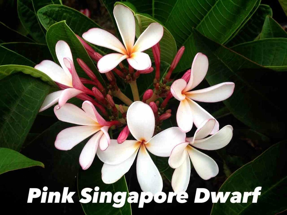 Plumeria Rubra "pink Singapore Dwarf" (frangipanier) Pot De 2 Litres ? 20/30 Cm