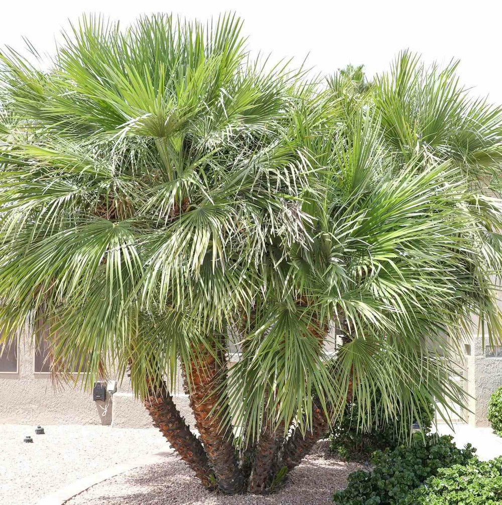  Chamaerops Humilis (palmier Doum)- Pot De 130l 150/175cm