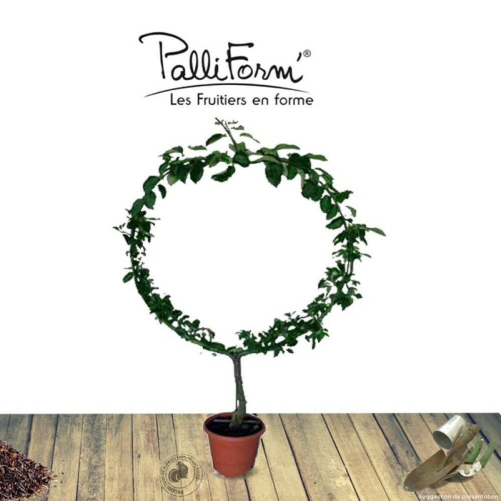  Pommier Reinette Clochard/[-]pot De 10l - Gobelet 2 Ans - 120/150 Cm