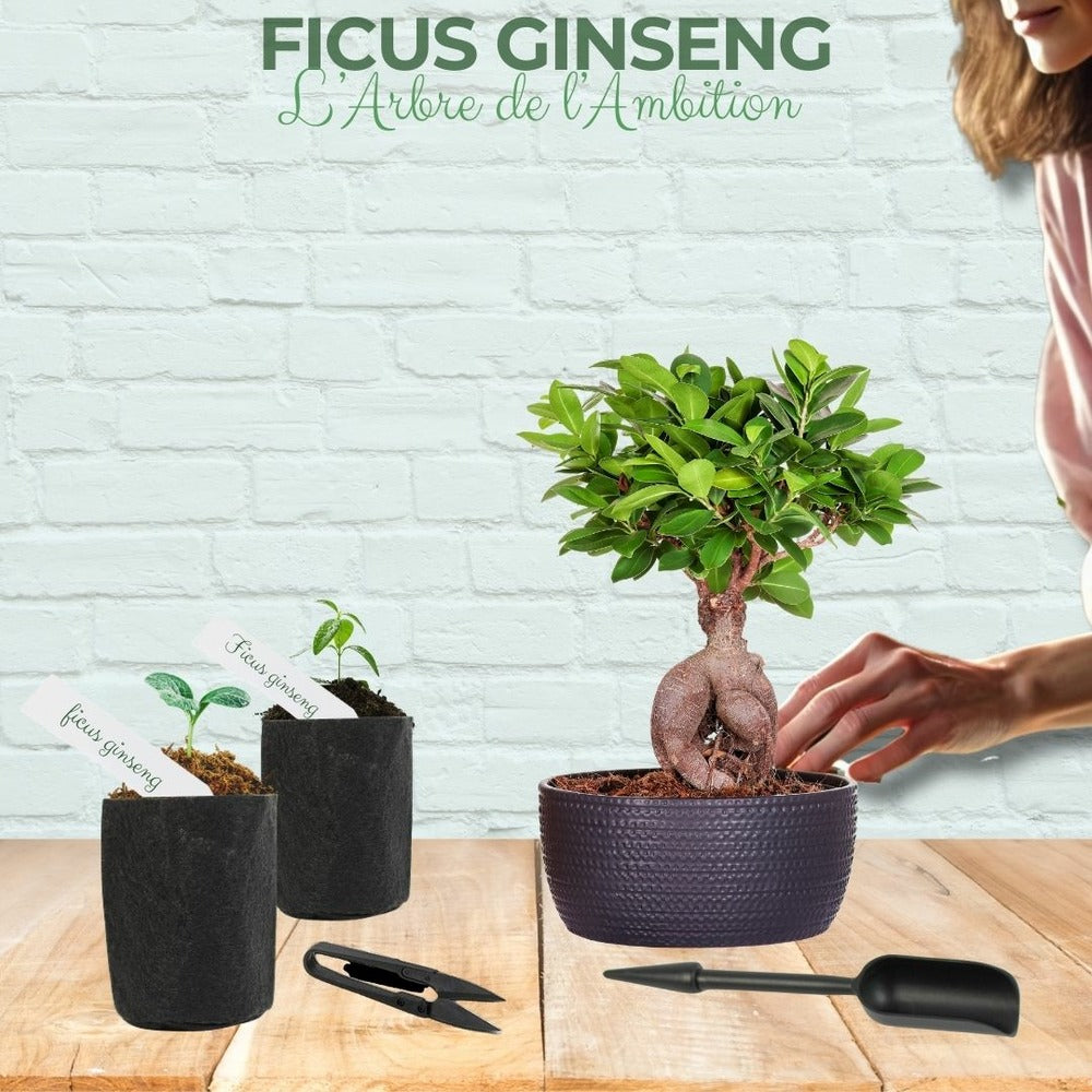  Kit First Bonsai Ficus Ginseng Avec Accesoires