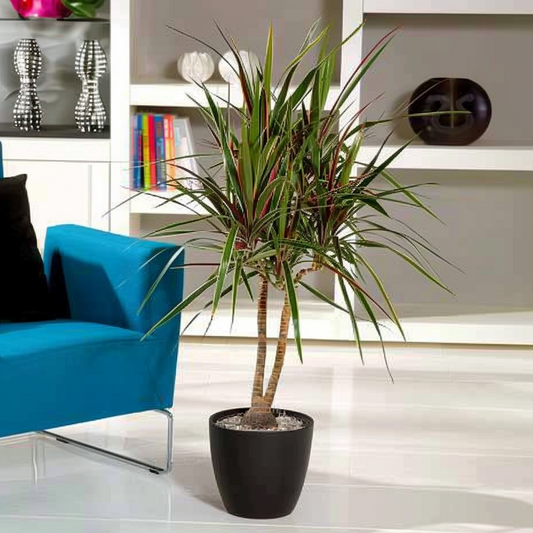  Dragonnier - Dracaena Marginata 'bicolor' - Hauteur 110-130cm - ⌀24cm