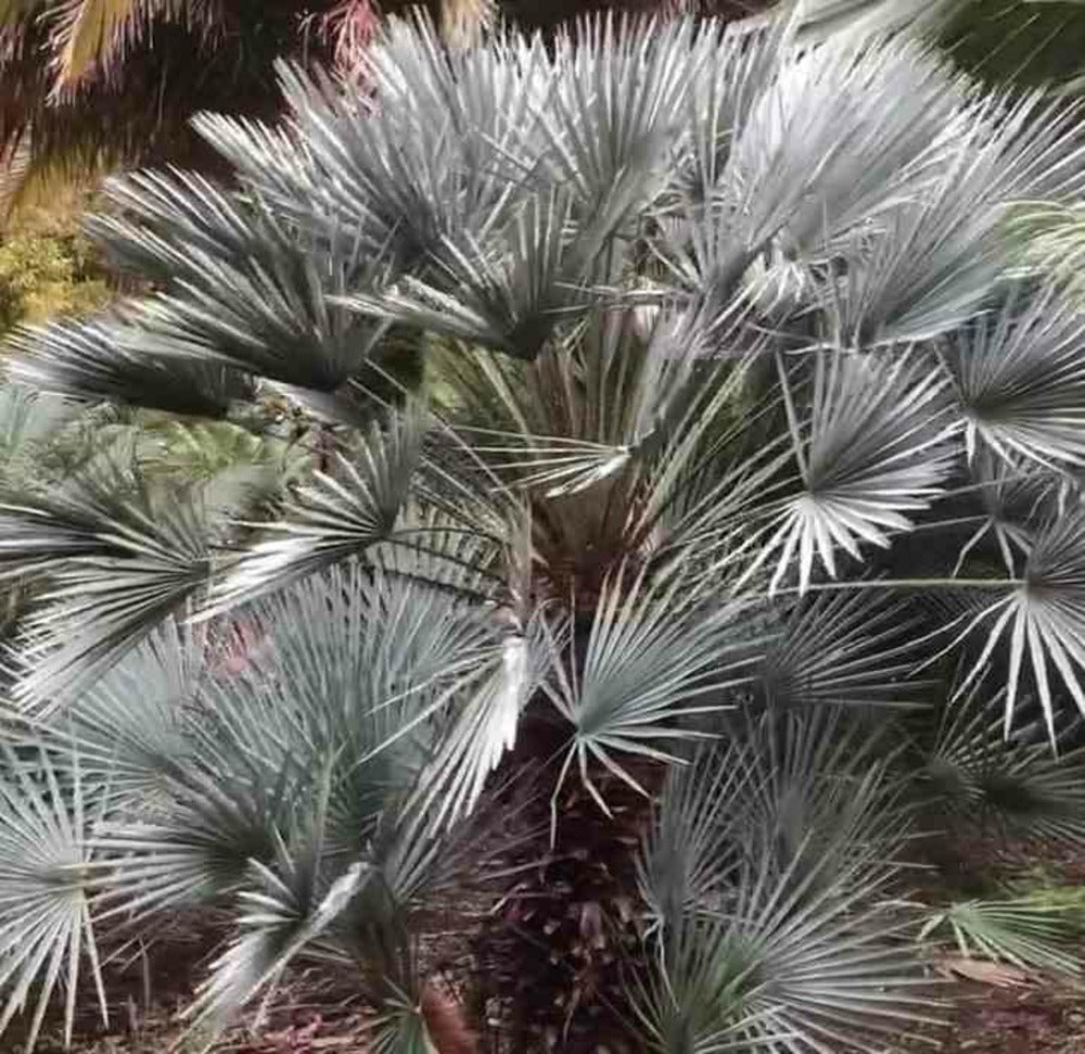  Chamaerops Humilis Var. Cerifera (palmier Doum Bleu)- Pot De 40 Litres ? Stipre 30/50 Total 140/160 Cm