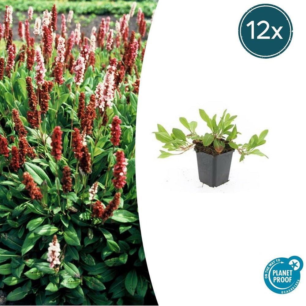  Renouée 'darjeeling Red' X12 – Entre 0,75 Et 1m2