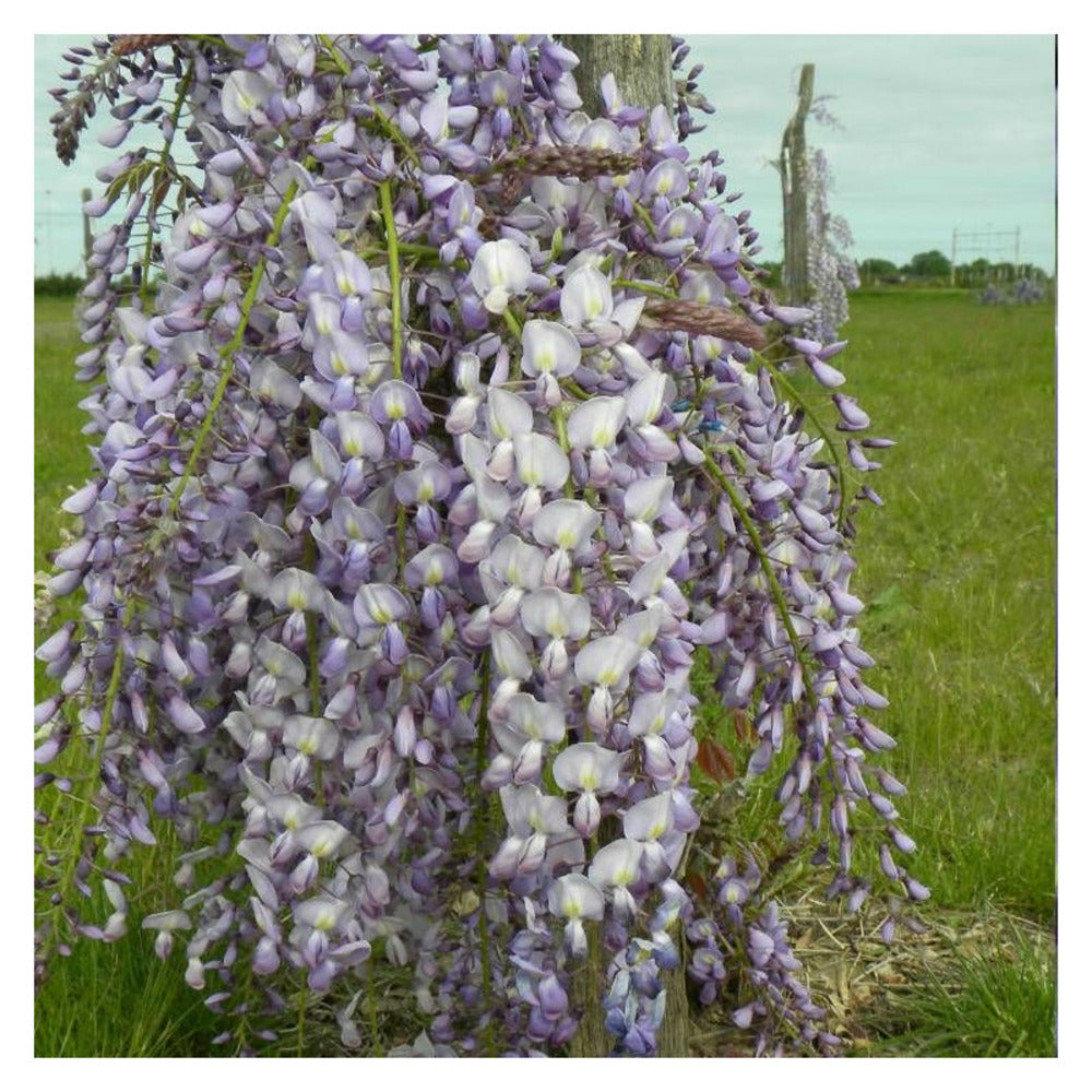  Glycine Du Japon Lawrence/[-]godet - 5/10 Cm