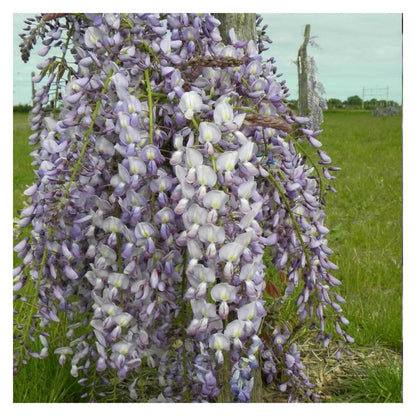  Glycine Du Japon Lawrence/[-]godet - 5/10 Cm