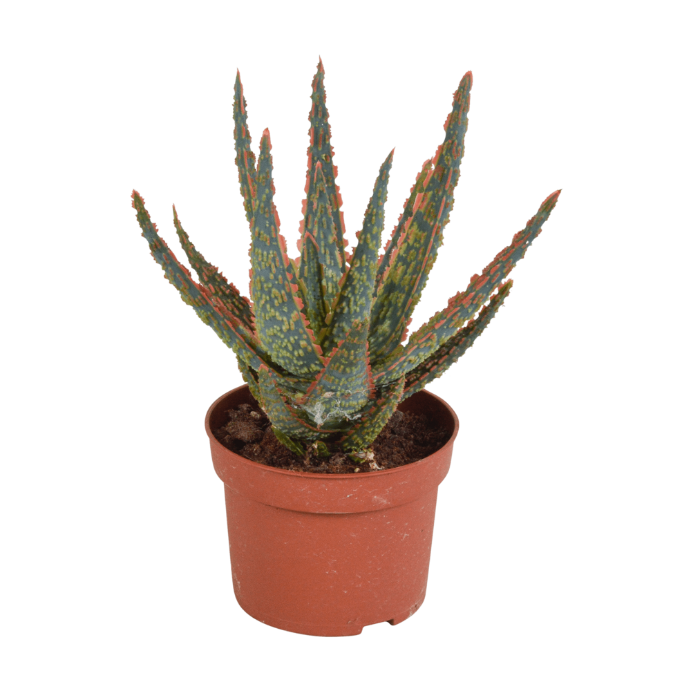  Aloe Zebrina