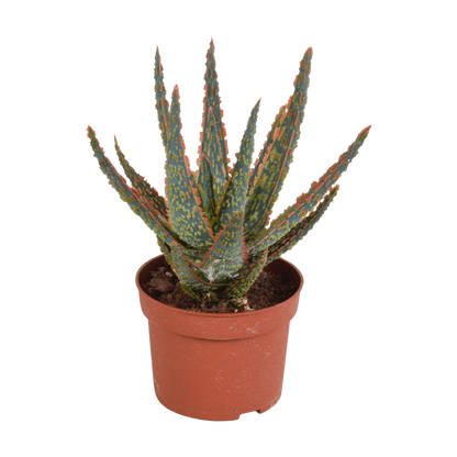  Aloe Zebrina