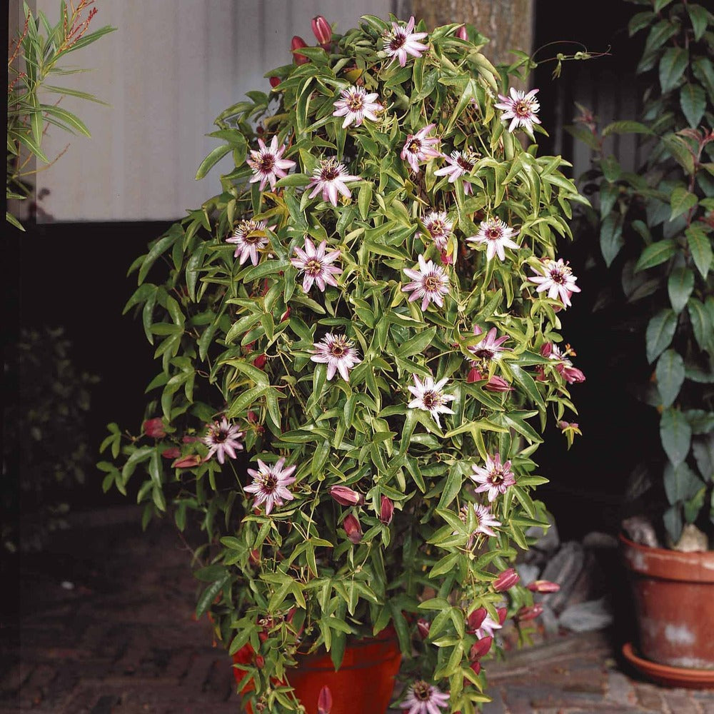  Passiflore Victoria - Le Pot / 2l / Hauteur Livrée 40-50cm